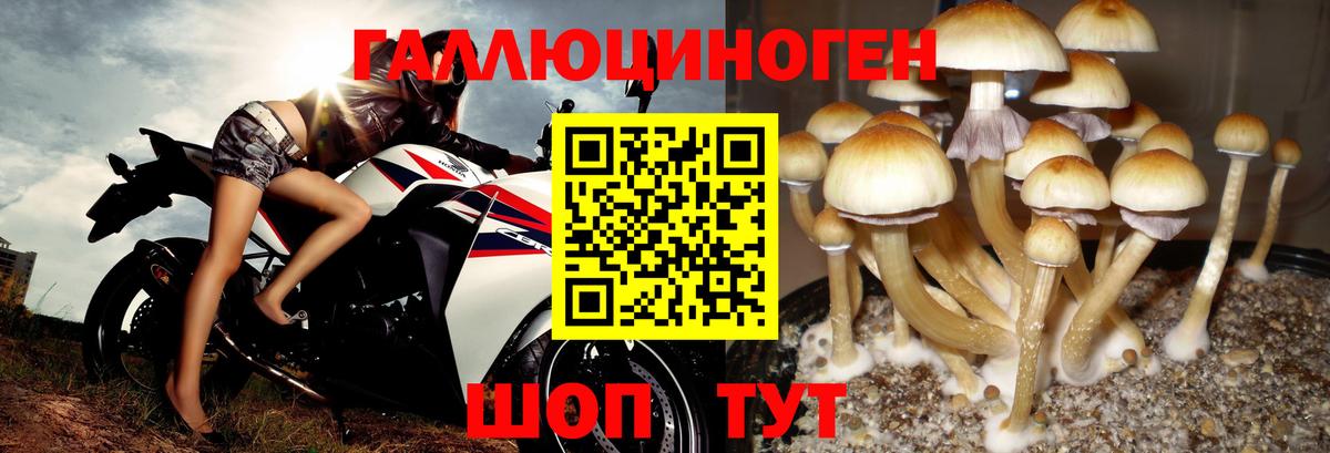 Псилоцибиновые грибы мицелий  Вход с VPN  Сланцы 
